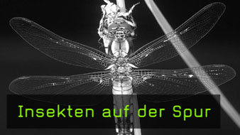 insekten-naturfotografie insekten-naturfotografie