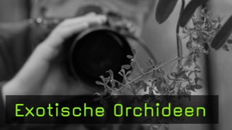 guido-sachse-exotische-orchideen-naturfotografie
