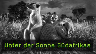 Wildlife-Fotografie von Heinrich van den Berg
