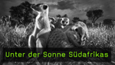 Wildlife-Fotografie von Heinrich van den Berg