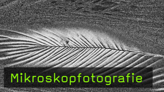 Mikroskopfotografie, Objektfotografie, Fotokurs, Mikrofotografie Mikroskopfotografie, Objektfotografie, Fotokurs, Mikrofotografie
