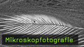 Mikroskopfotografie, Objektfotografie, Fotokurs, Mikrofotografie