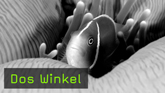 Unterwasserfotografie, Tauchen, Fotograf, Natur