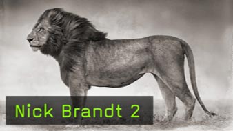 993-brandt-2-teaser_gross.jpg