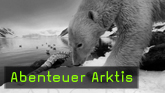 naturfotografie wildtierfotografie
