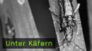 209-unter-kaefern-teaser-k.jpg 209-unter-kaefern-teaser-k.jpg