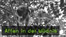 ingo-arndt-affen-in-der-wildnis-naturfotografie ingo-arndt-affen-in-der-wildnis-naturfotografie