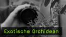 guido-sachse-exotische-orchideen-naturfotografie
