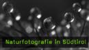 Roberto Siniscalchi Makrofotograf naturfotografie Roberto Siniscalchi Makrofotograf naturfotografie