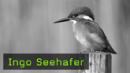 Ingo Seehafer Naturfotografie Eisvogel