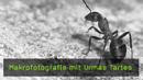 makrofotografie-urmas-tartes-naturfotografie makrofotografie-urmas-tartes-naturfotografie