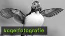 vogelfotografie-naturfotografie vogelfotografie-naturfotografie