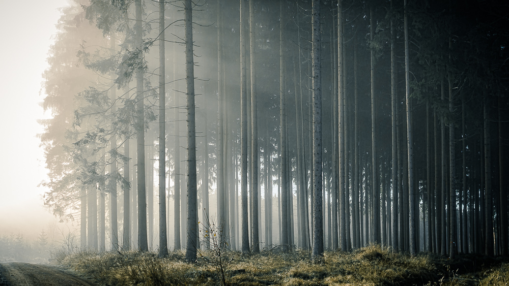 Mystischer Wald - seitliche Sonneneinstrahlung