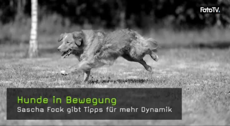 Hunde in Bewegung fotografieren