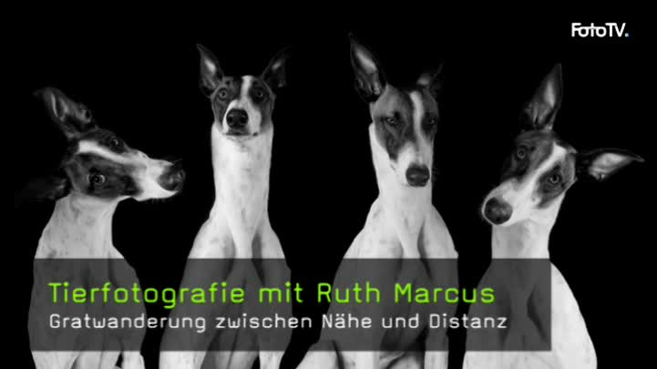 ruth-marcus-tierfotografie-naturfotografie-hunde