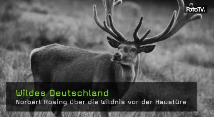 Norbert Rosing, Interview, Wildes Deutschland, Naturfotografie