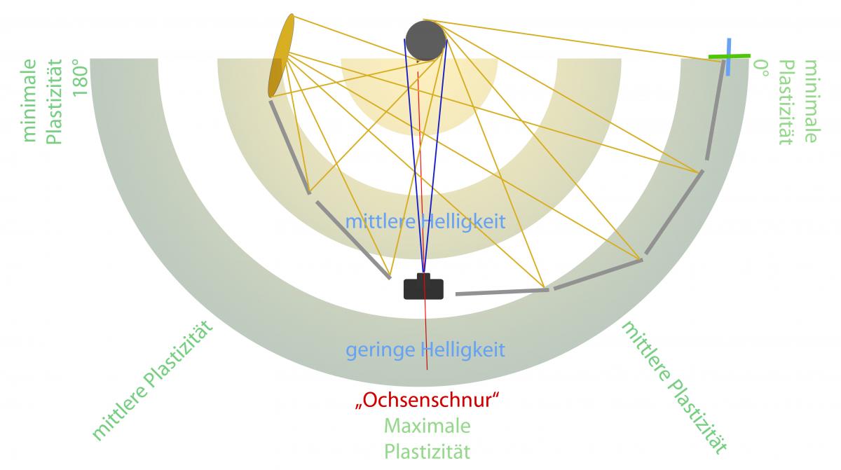 Ochsenschnur Grafik