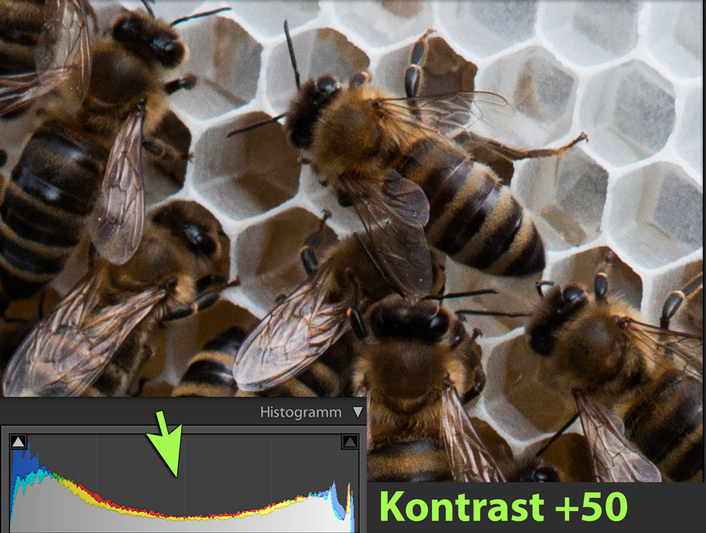 Bienen mit Kontraststeigerung