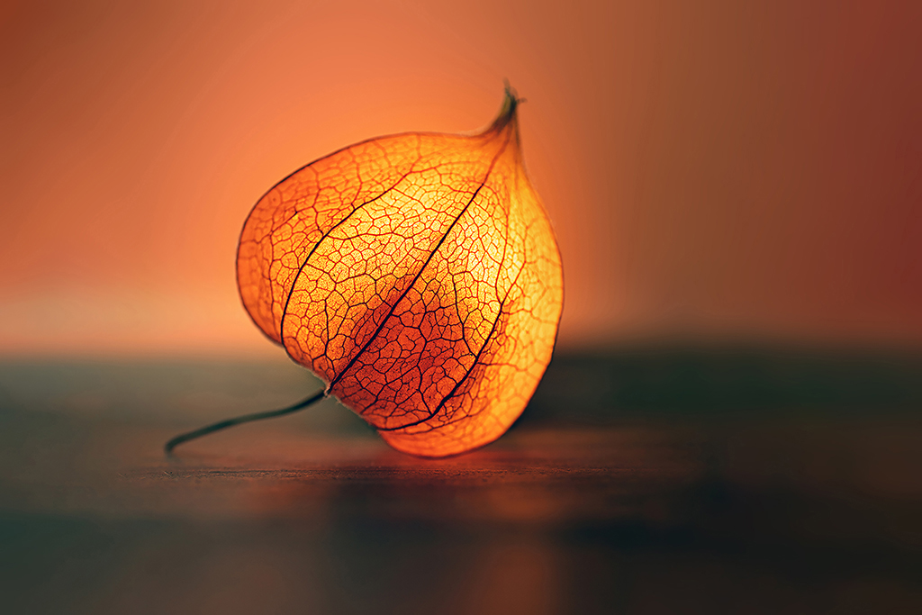 Physalis zum Leuchten bringen - Fotoprojekt für zu Hause