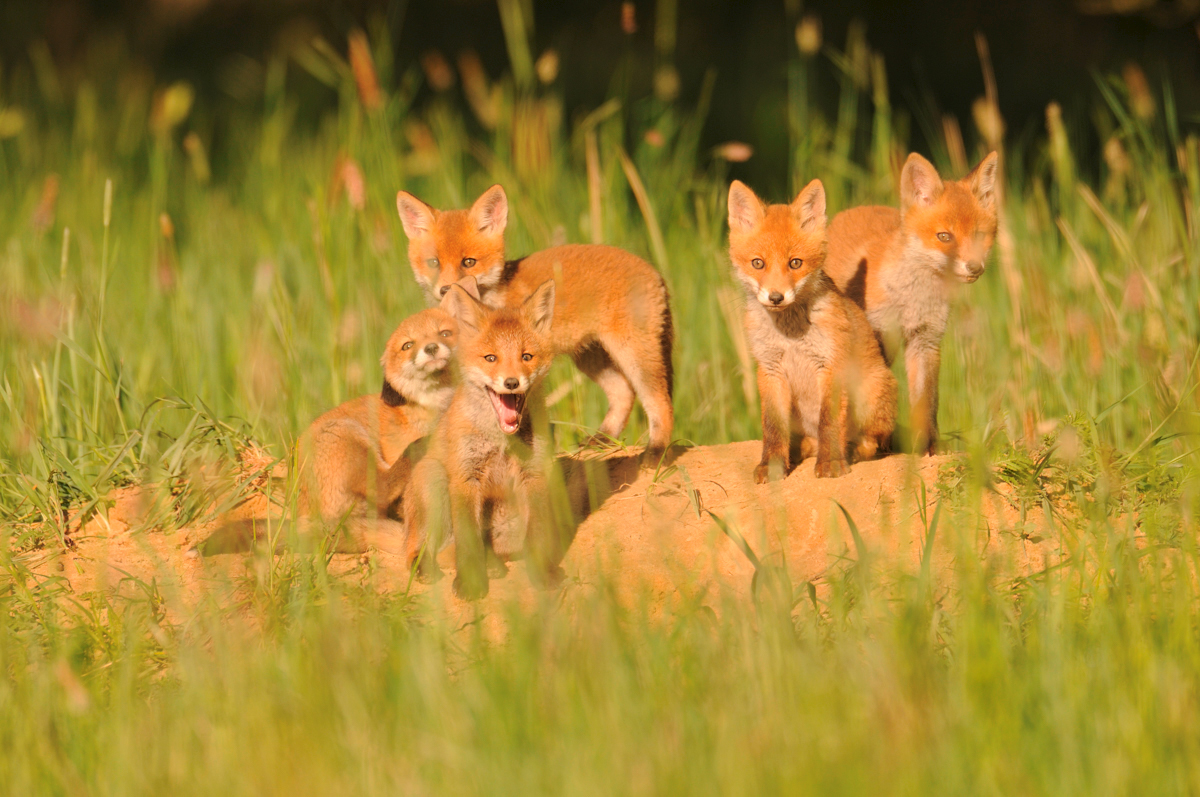 Naturfotografie mit Markus Botzek