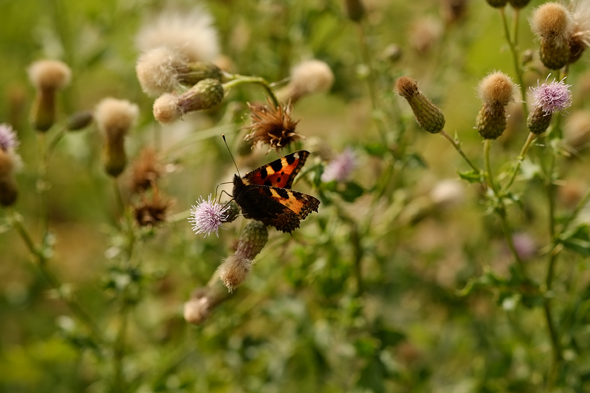 Schmetterling Nachbearbeitung in Photoshop