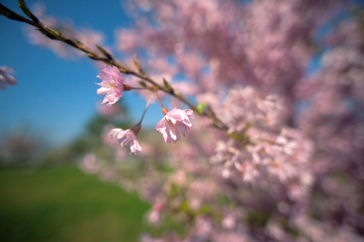 Blumenfotos mit dem Weitwinkel