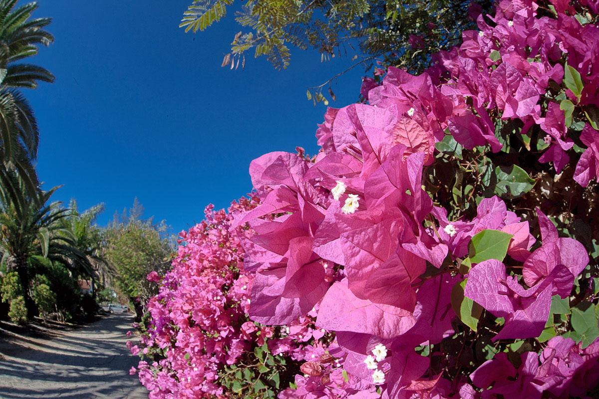 Blumen fotografieren mit dem Fischauge