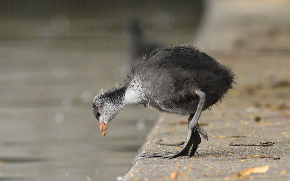 Tiere in der Großstadt fotografieren 