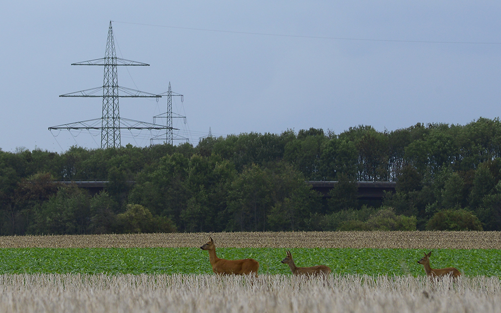 Rehe in der Großstadt fotografieren