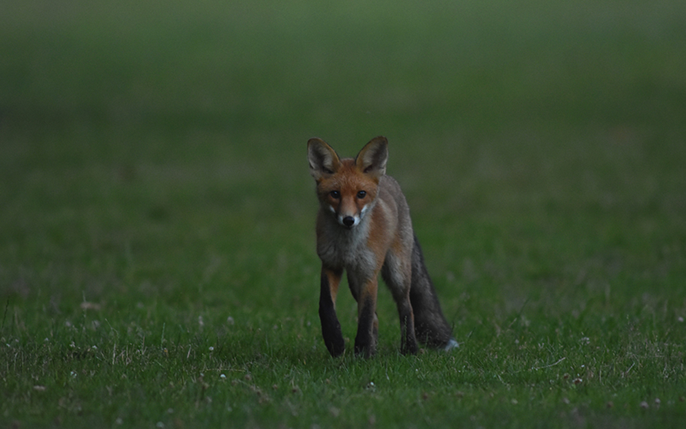 Tiere in freier Wildbahn fotografieren