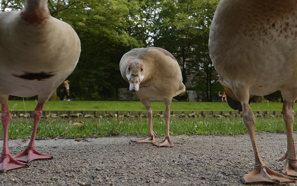 Nilgänse in der Großstadt fotografieren