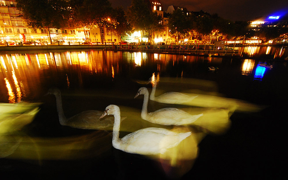 Gänse in der Stadt fotografieren