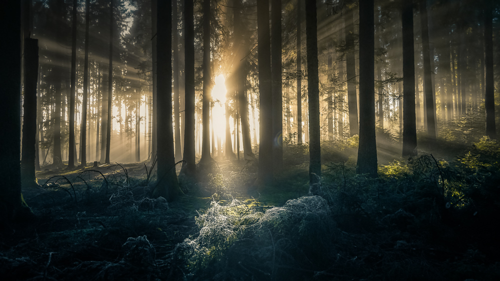 Mystische Wälder fotografieren