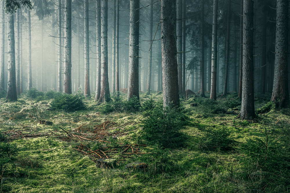 Mystische Waldbilder fotografieren