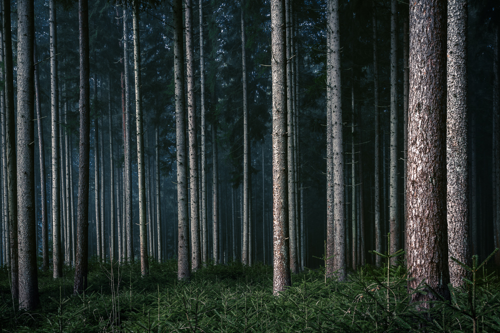 Mystische Waldbilder fotografieren