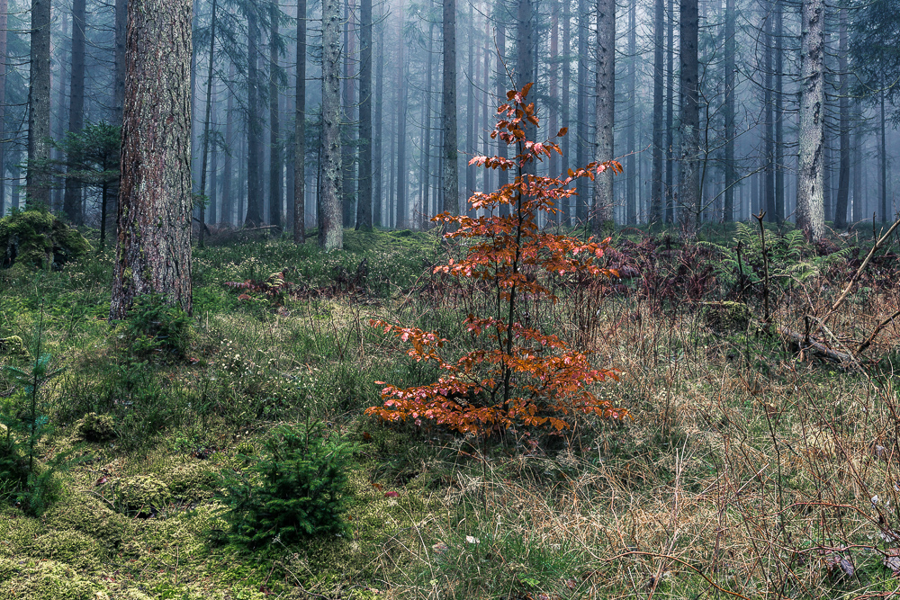 Mystische Waldbilder fotografieren