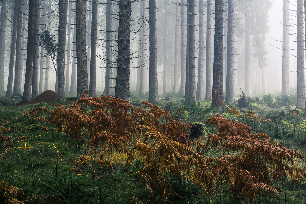 Mystische Waldbilder fotografieren