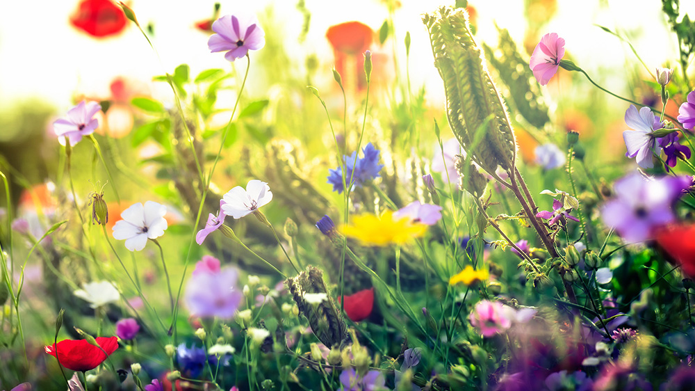 Den Frühling fotografieren