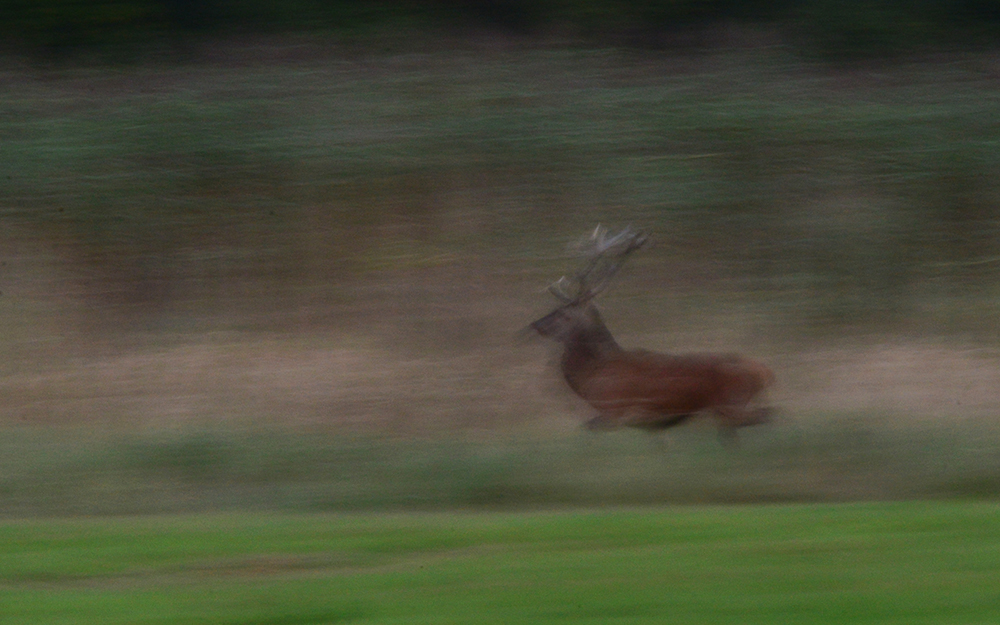  Hirsche in heimischen Gefilden