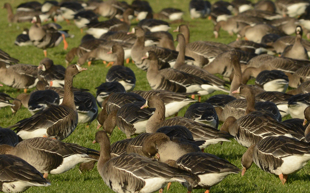 Wildgänse am Niederrhein fotografieren - Wildnis vor der Haustüre