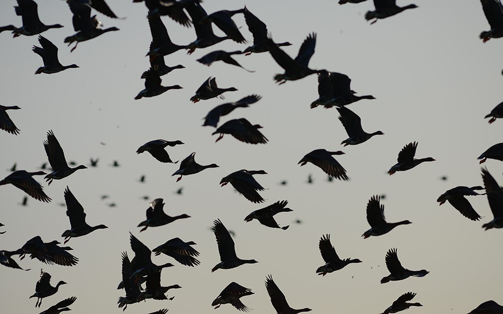 Tierfotografie - Wildgänse im Winter