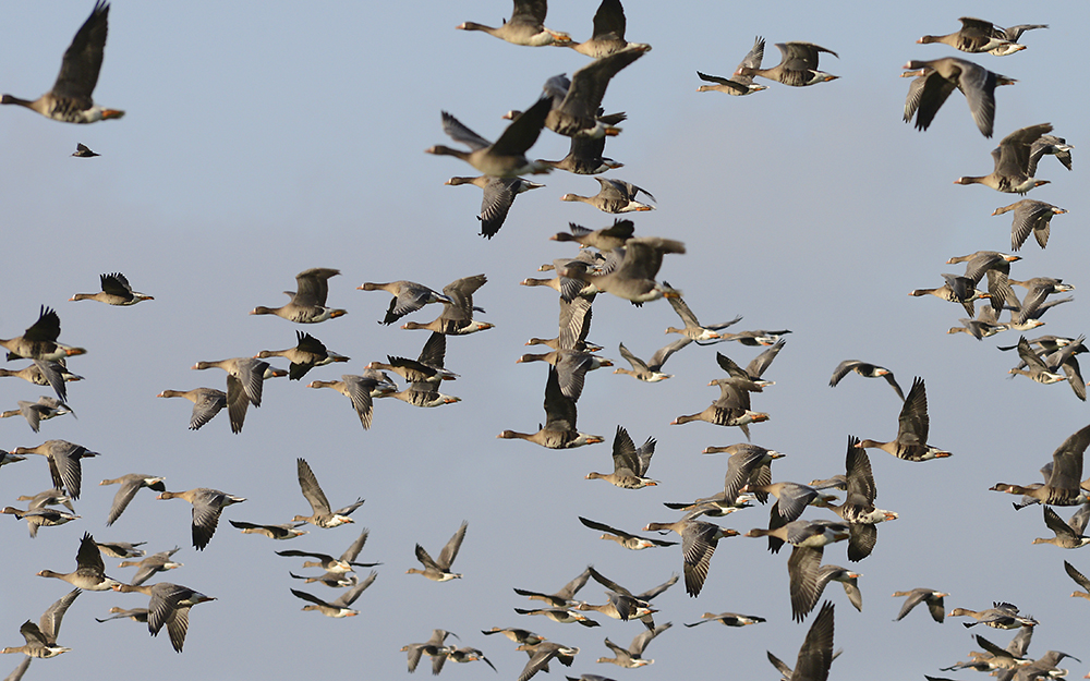 Tierfotografie im Winter