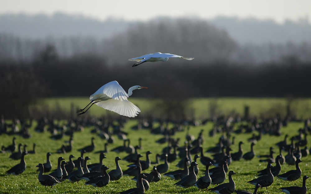 Wildgänse am Niederrhein fotografieren - Wildnis vor der Haustüre