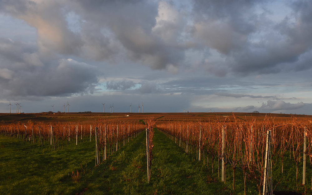 Rehwild im Wonnegau fotografieren