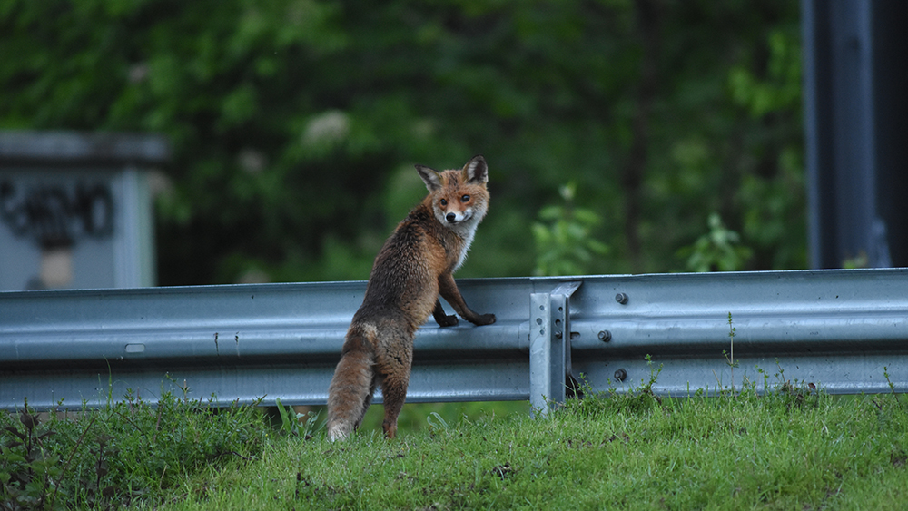 Wildnis in der Großstadt fotografieren