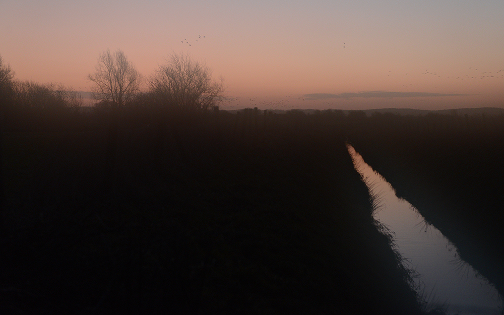 Wildgänse am Niederrhein