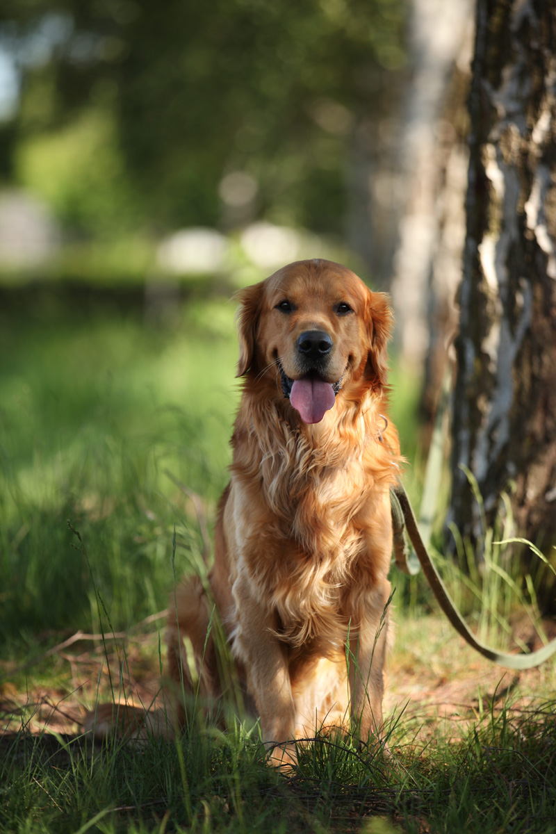 Schöne Hundefotos