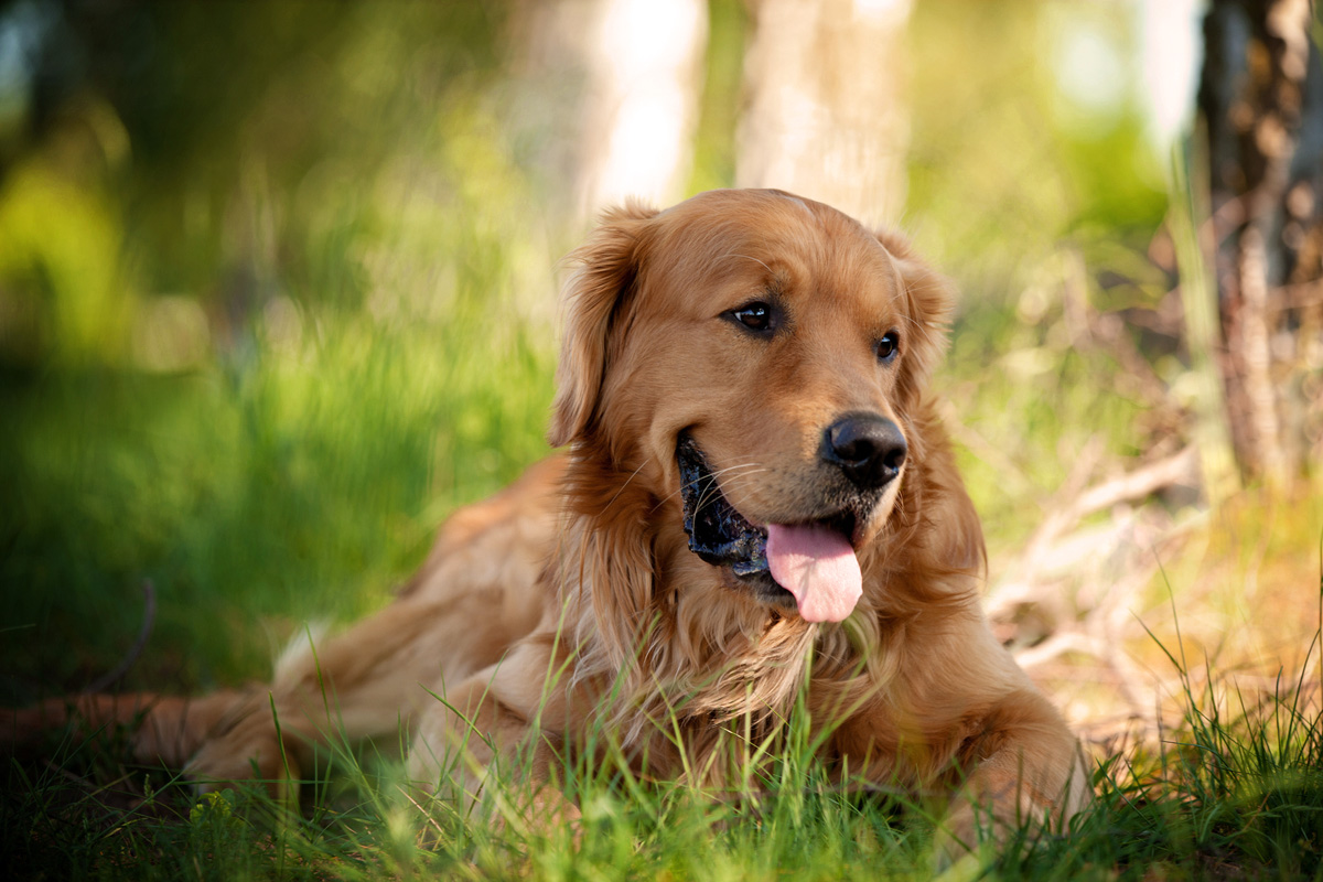 Hundefotografie