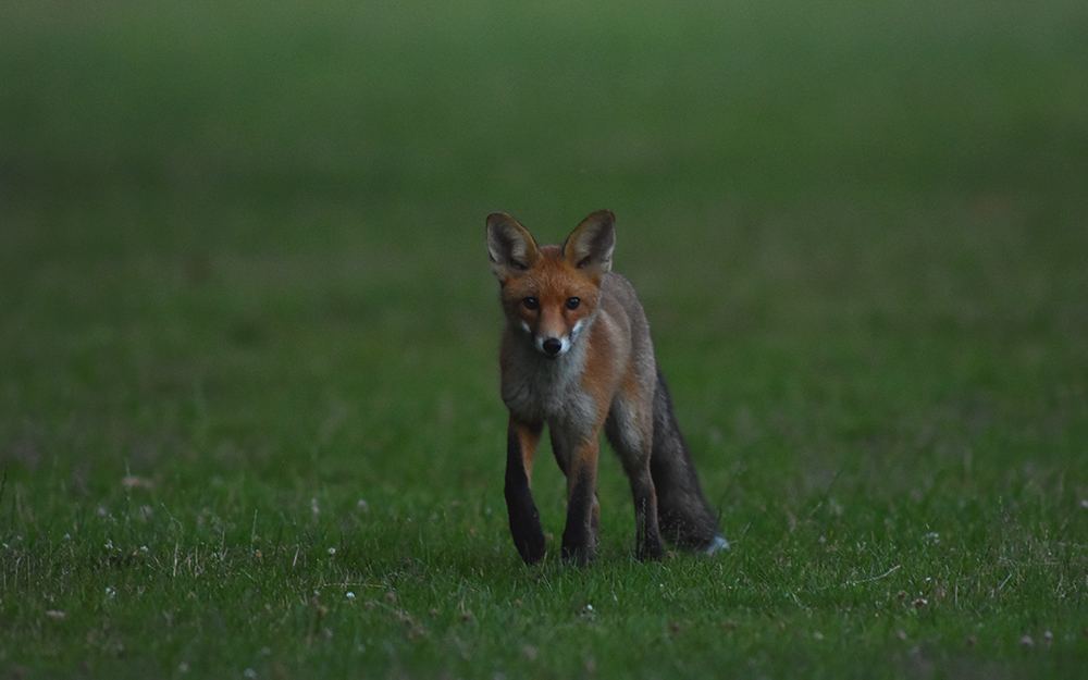 Füchse in freier Wildbahn fotografieren