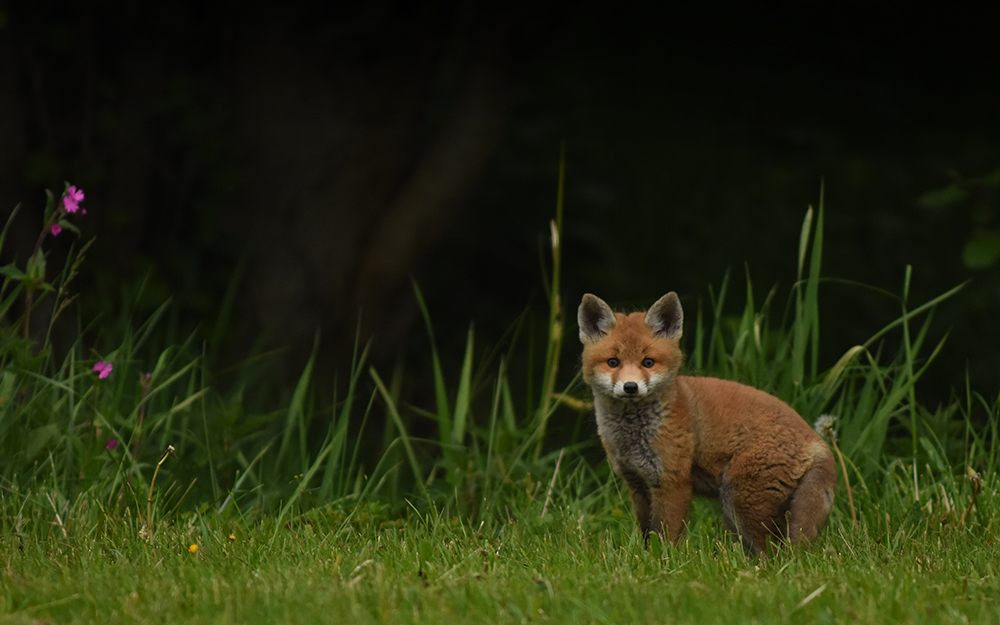 Füchse in freier Wildbahn fotografieren